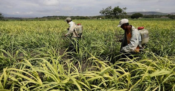 Menjelang akhir 2021 BMKG memperkirakan bakal terjadinya fenomena La Nina curah hujan sangat tinggi dari biasanya dan berpengaruh pada pangan