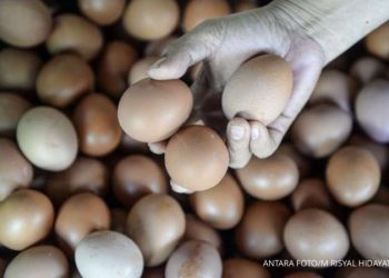Stok Telur Aman, Namun Harga Jagung Tinggi Bikin Harga Telur Naik