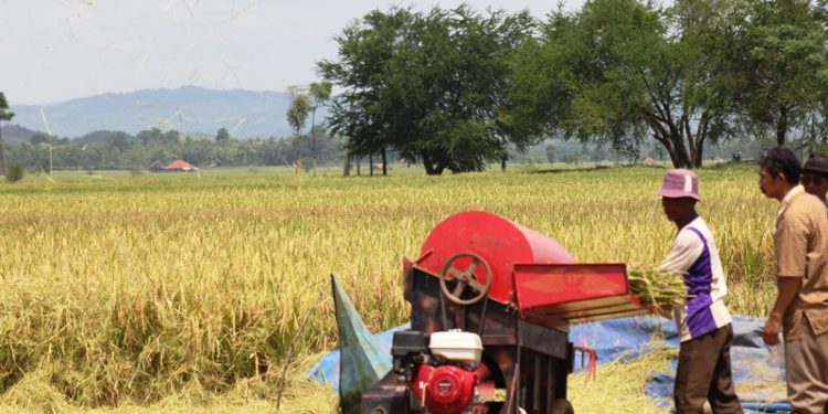 Program LDPM Solusi Rawan Pangan di Jatigede