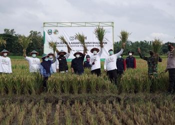Jaga Pasokan Pertanian, Dompet Dhuafa Berdayakan Petani Lewat Program Ketahanan Pangan DD Farm