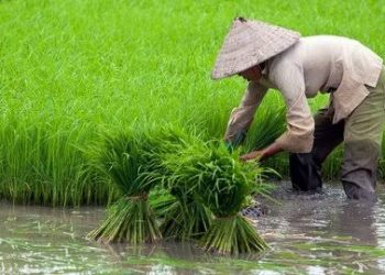 Daya Beli Petani Sulawesi Utara Masih Tinggi