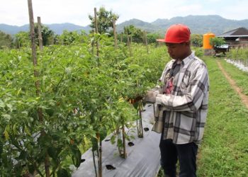 Kembangkan Pertanian, BUM Desa Jabung Klaten Gandeng Petani Milenial