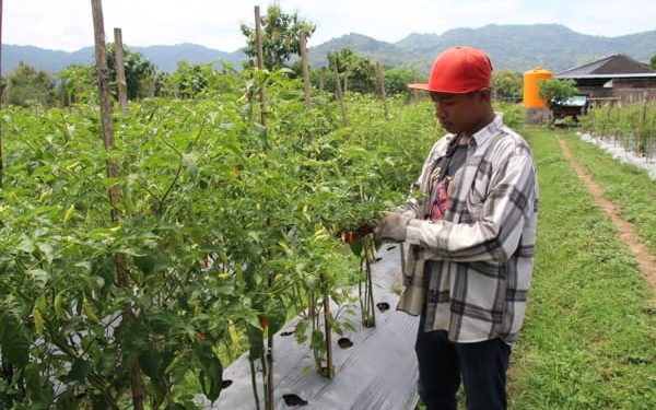 Kembangkan Pertanian, BUM Desa Jabung Klaten Gandeng Petani Milenial