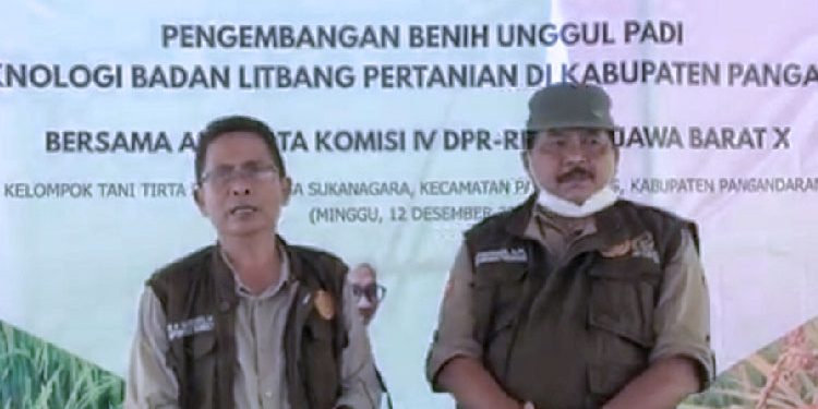 Petani di Pangandaran Berhasil Panen Benih Padi di Luar Musim