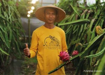 Kisah Sukses Petani Banyuwangi Raup Omzet Ratusan Juta Rupiah Berkat Listrik PLN