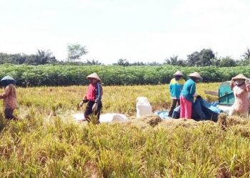 Petani Lampung Di Arahkan Untuk Manfaatkan Sejuta Lahan Kering untuk Tanam Padi Gogo
