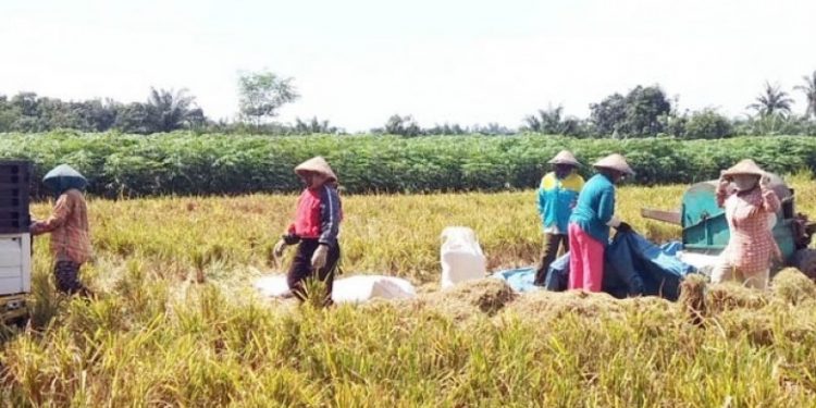 Petani Lampung Di Arahkan Untuk Manfaatkan Sejuta Lahan Kering untuk Tanam Padi Gogo