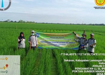 Kementan Ajak Petani Amati Organisme Pengganggu Tanaman
