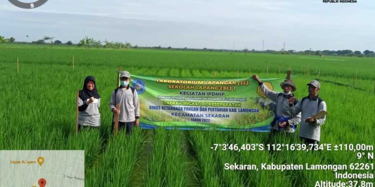Kementan Ajak Petani Amati Organisme Pengganggu Tanaman
