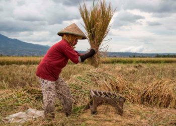 Perthankan Ketahanan, Badan Pangan Nasional Dorong Penguatan Konektivitas Pasar