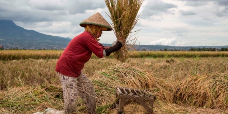 Perthankan Ketahanan, Badan Pangan Nasional Dorong Penguatan Konektivitas Pasar