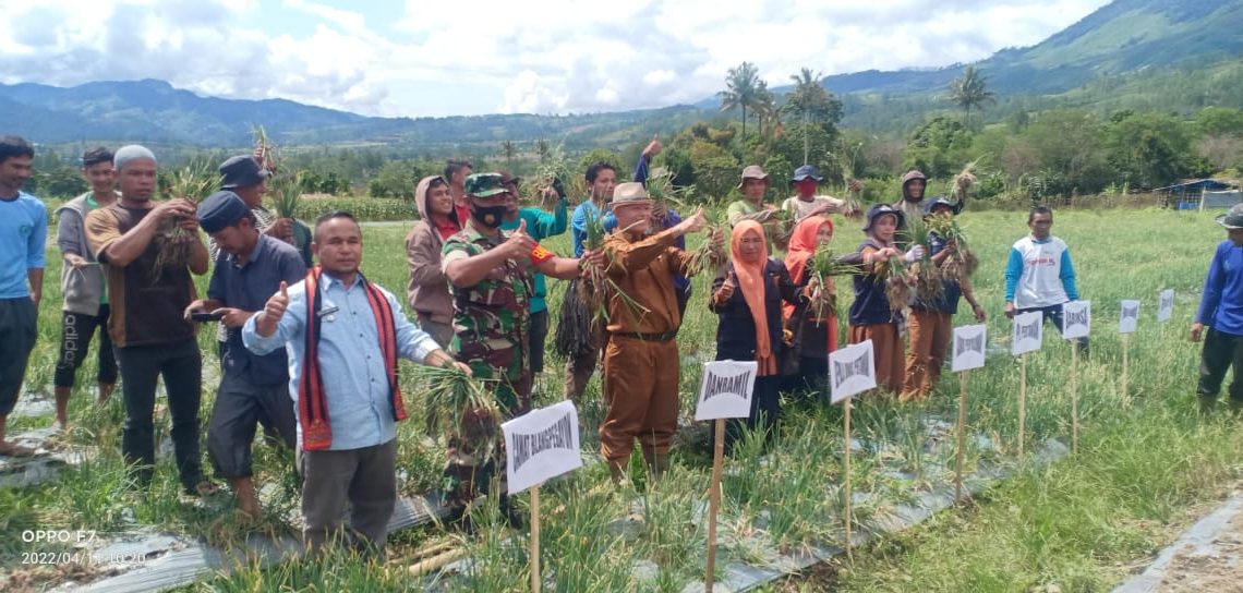 Kelompok Tani Jongok Panen Bawang Merah Perdana Program Pertahanan Pangan