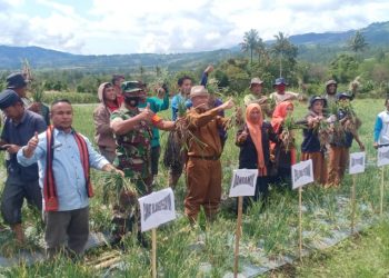 Kelompok Tani Jongok Panen Bawang Merah Perdana Program Pertahanan Pangan