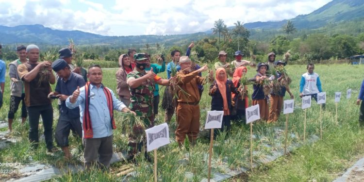 Kelompok Tani Jongok Panen Bawang Merah Perdana Program Pertahanan Pangan