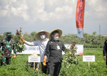 Mahasiswa Unhas Terjun Langsung Tanam Kedelai Untuk Dukung Ketersedian Pangan