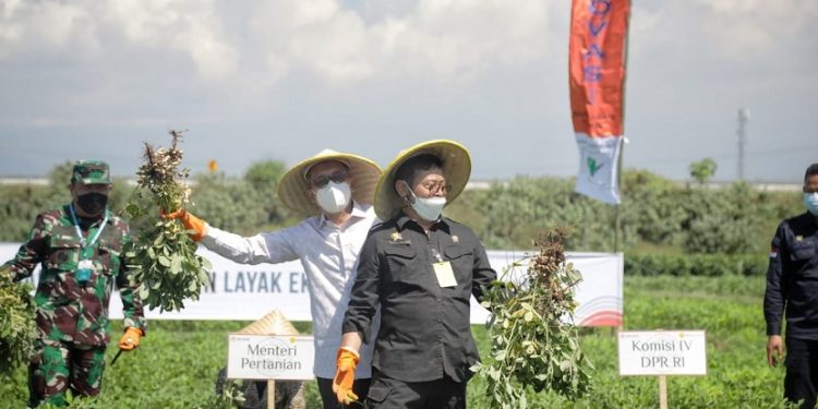 Mahasiswa Unhas Terjun Langsung Tanam Kedelai Untuk Dukung Ketersedian Pangan