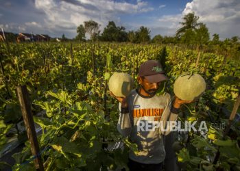 Pemprov Sulteng Jamin Petani Kelola Lahan di Kawasan Pangan