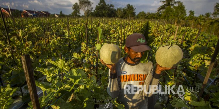 Pemprov Sulteng Jamin Petani Kelola Lahan di Kawasan Pangan