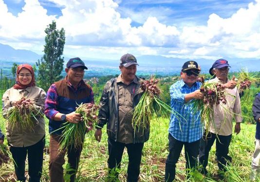 Hasil Food Estate Hortikultura Garut Siap Pasok Kebutuhan Selama Ramadan dan Idul Fitri