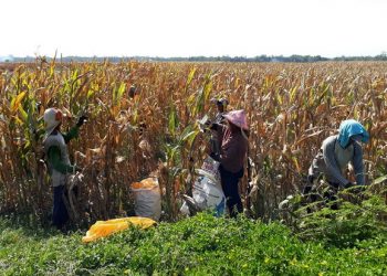Pengamat Nilai Indonesia Berhasil Meningkatkan Produktivitas Padi dan Jagung