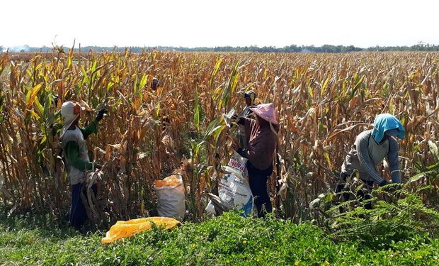 Pengamat Nilai Indonesia Berhasil Meningkatkan Produktivitas Padi dan Jagung