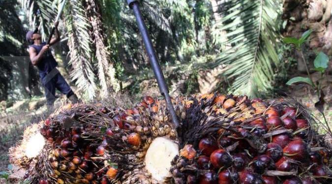 Terkait Pola Kemitraan pada Permentan No 03 Tahun 2022, Begini Kata Gapki.