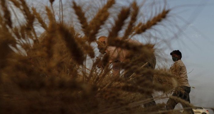 Hot News! Banyak Negara Mulai Larang Ekspor Pangan