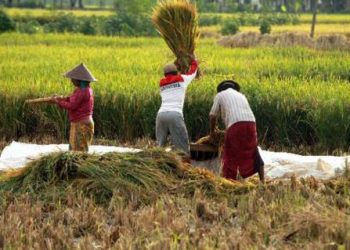 Hot News! Indonesia Terancam Krisis Pangan dan Energi