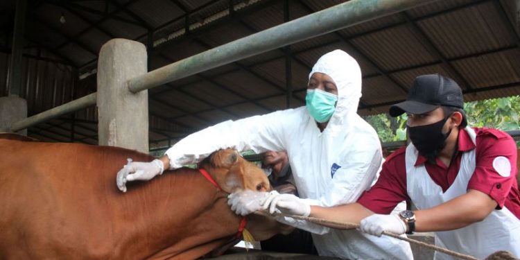 Kementan Klaim dalam Dua Hari Vaksinasi PMK Capai 58.000 Dosis