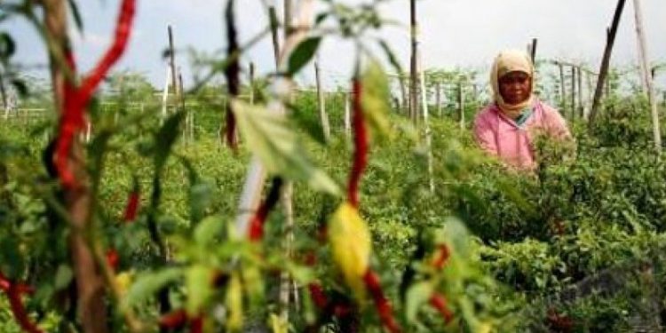 Kementan Sarankan Petani Banjarnegara Ikut Program AUTP