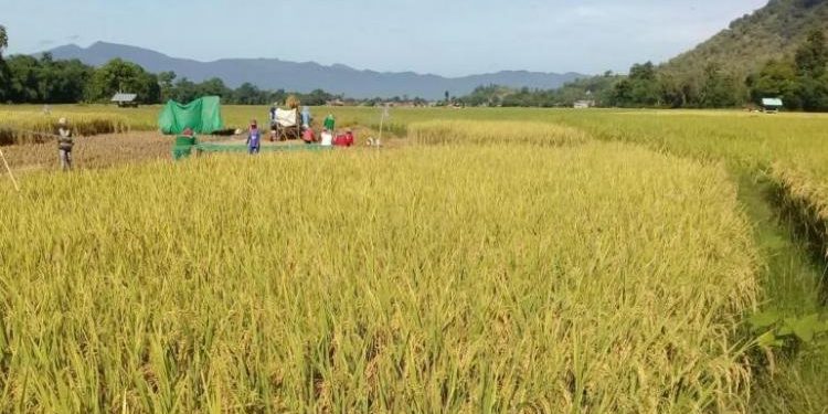 Dorong Pembentukan Kelompok Tani Untuk Perkuat Ketahanan Pangan