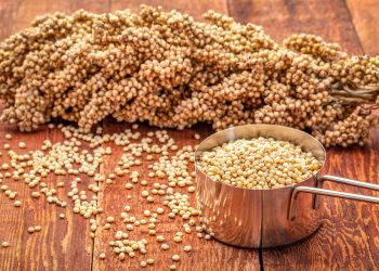 Pemerintah Himbau Diversifikasi Pangan