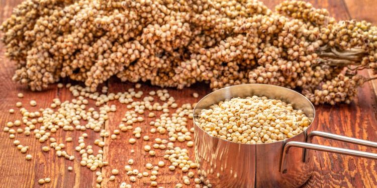 Pemerintah Himbau Diversifikasi Pangan