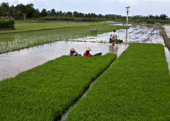 Meningkatkan Kemandirian Pangan, Indonesia Bermitra dengan Thailand untuk Maksimalkan Pemanfaatan Lahan Basah