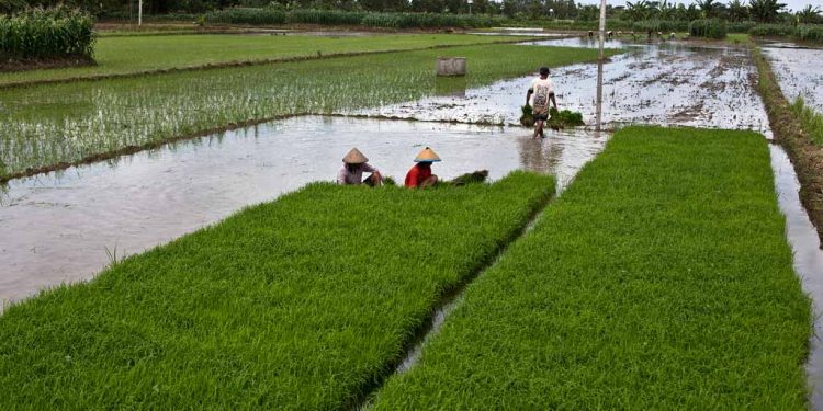 Meningkatkan Kemandirian Pangan, Indonesia Bermitra dengan Thailand untuk Maksimalkan Pemanfaatan Lahan Basah