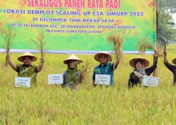 Panen Padi Jagung/Komandanpangan