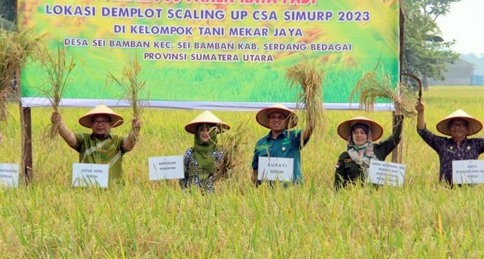 Panen Padi Jagung/Komandanpangan