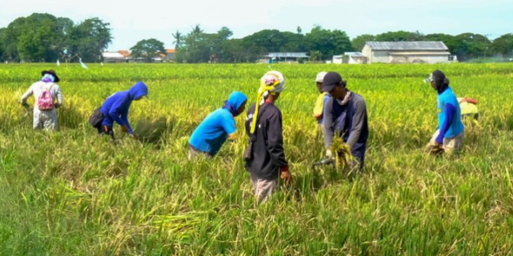 Sejarah Hari Tani Nasional