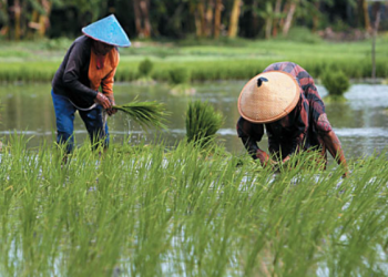 Kementan Berhasil Optimasi Lahan Rawa 40 Ribu Hektare di Merauke