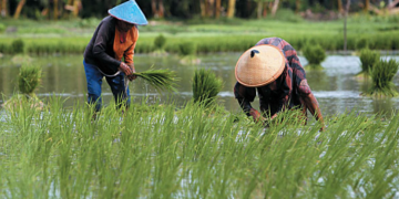 Kementan Berhasil Optimasi Lahan Rawa 40 Ribu Hektare di Merauke
