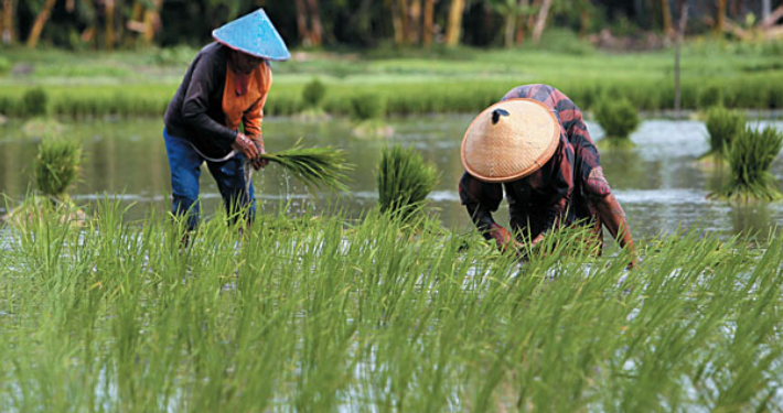 Kementan Berhasil Optimasi Lahan Rawa 40 Ribu Hektare di Merauke