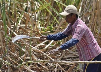 Kementan Dorong Hilirisasi Tebu, Gula Merah Jadi Solusi Dukung Swasembada Gula Nasional