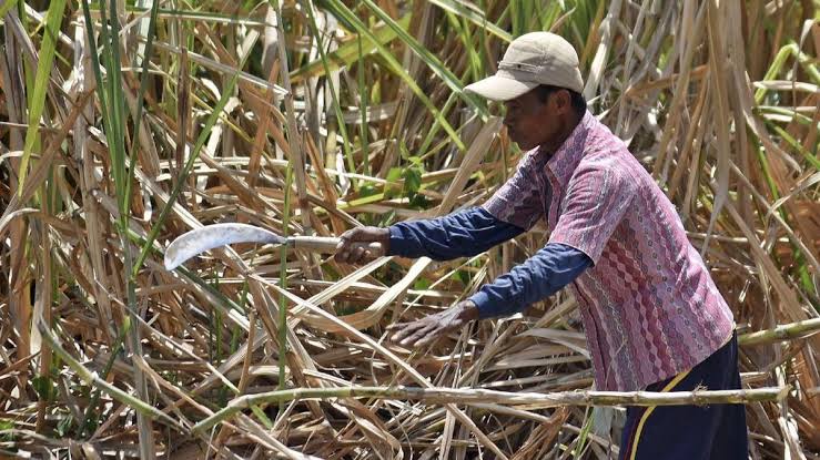 Kementan Dorong Hilirisasi Tebu, Gula Merah Jadi Solusi Dukung Swasembada Gula Nasional